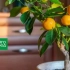Mandarin, lemon, kumkvat - ako nezničiť citrusové plody na okne v zime?